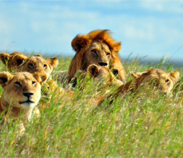 Interfacing social networks -  - ESL